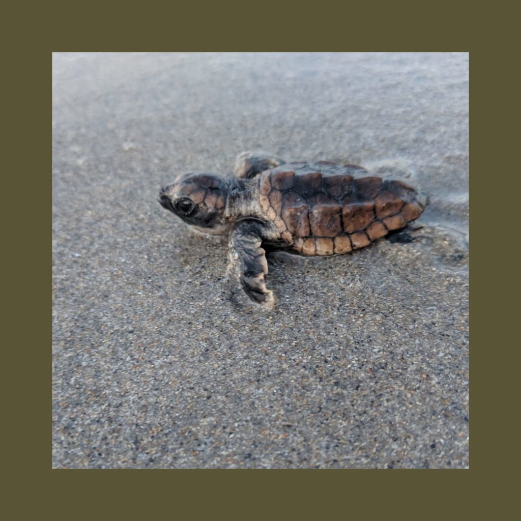 Adopt A Sea Turtle